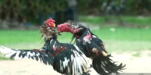Đá Gà IP88: Cùng Chiến Kê Bất Bại, Rinh Tiền Tỷ Về Tay